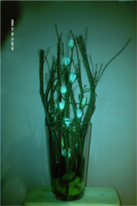 bloemstuk5